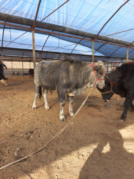 Новосча сотилади