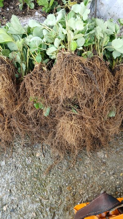 Разсад ягоди  качество и корекност