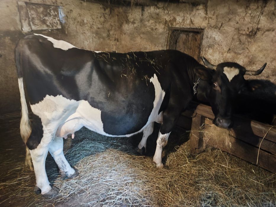 Vând vacă pentru abator