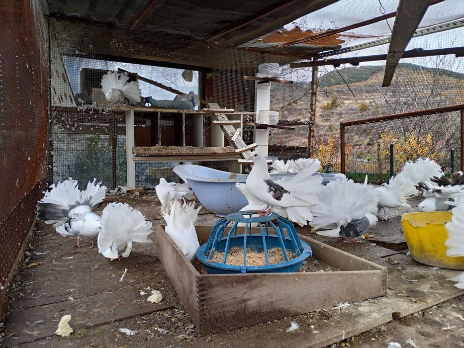 Гълъби  фенерлий