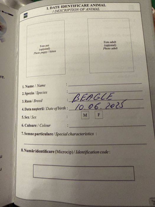 Vand o catelusa de beagle