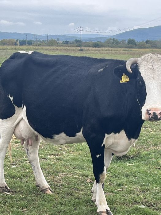 Lot de 13 vaci de lapte inscrise in COP