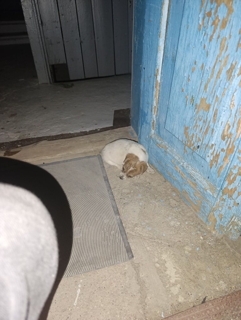 Срочно. Малыш ищет дом