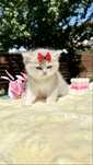 Fetita British Shorthair Chinchilla Blue Golden - Pedigree