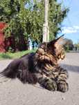 Продам красивых котят Мейн кун. Полидакты
