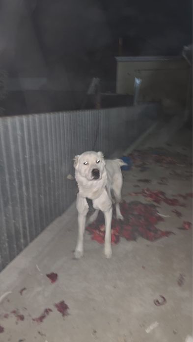 Алабай Еркек 1.5 жас