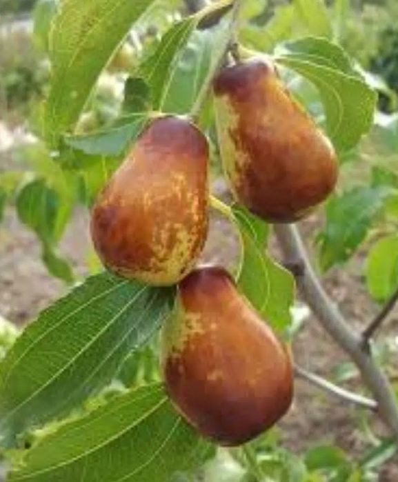 Ниски цени - дръвчета и растения