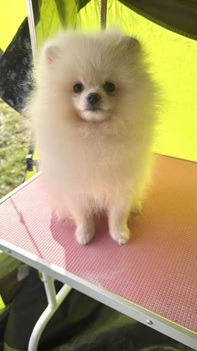 Pomeranian  deosebita
