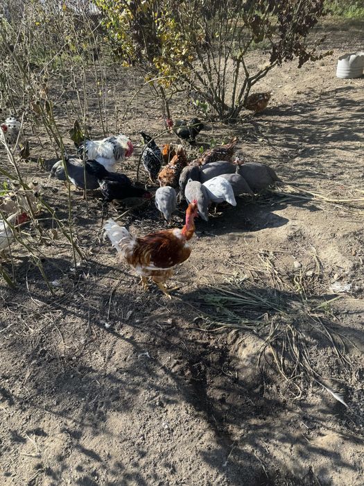 Masculi bibilica (cata )