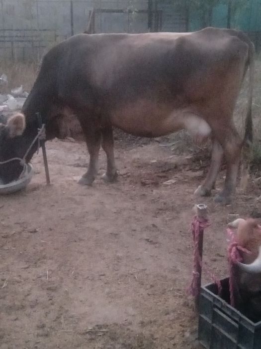Срочно продам дойных коров