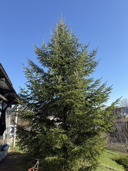 Brad Natural 7 metri