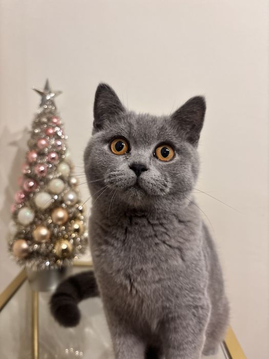 късокосместа британка