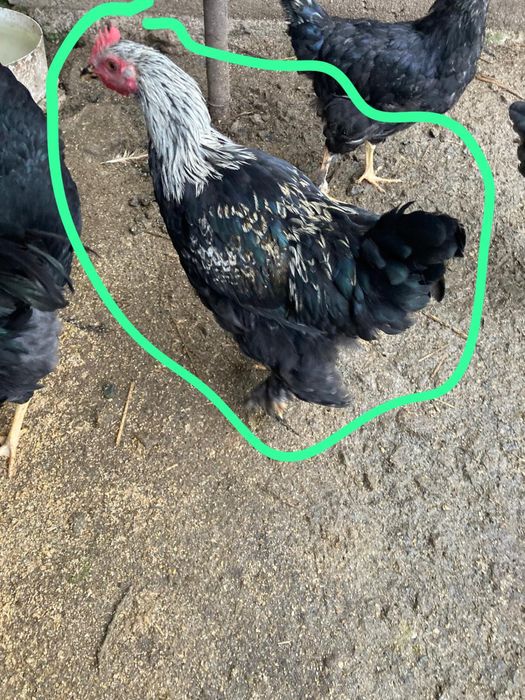 Cocosi tineri de casa