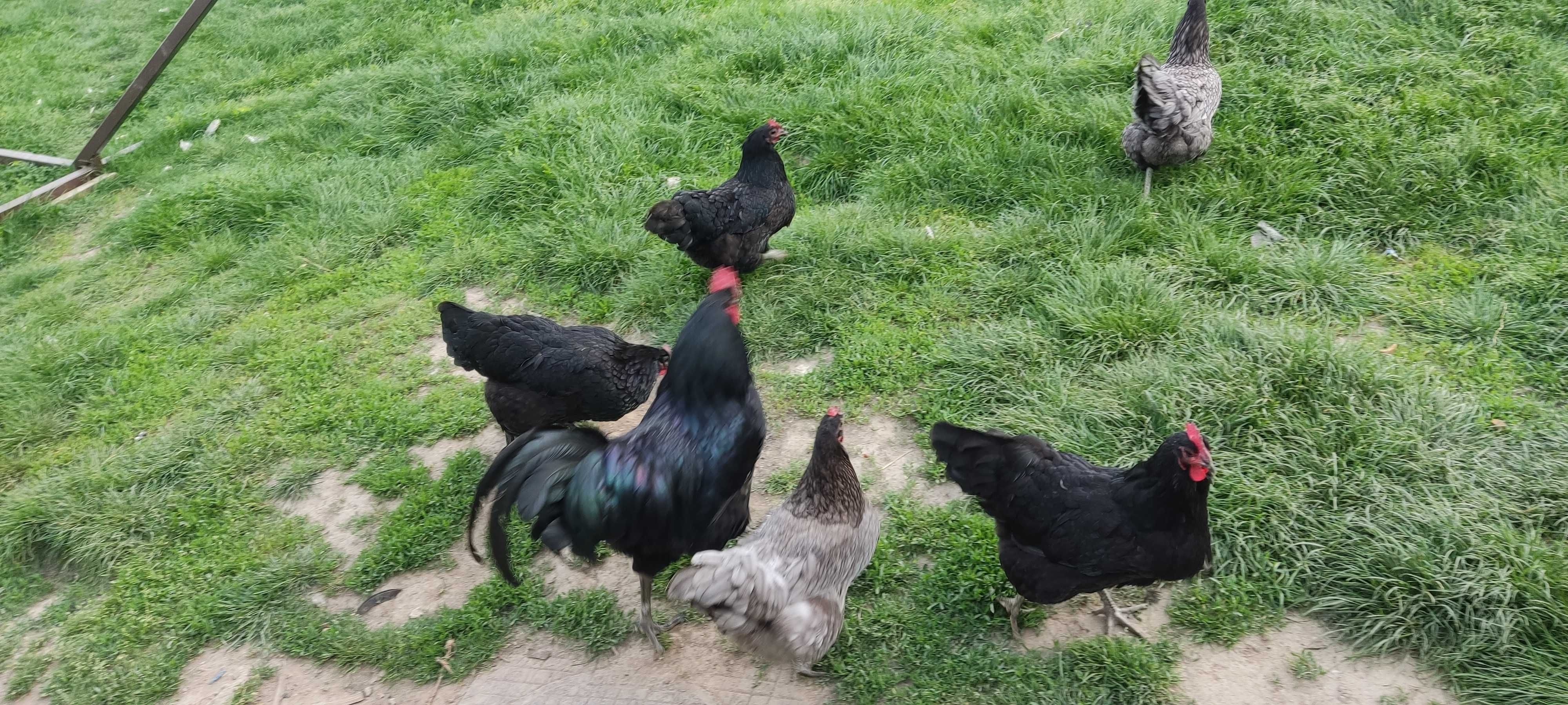 Pui găină Australorp