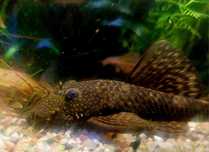 Mascul ancistrus, peste sanitar 10 cm