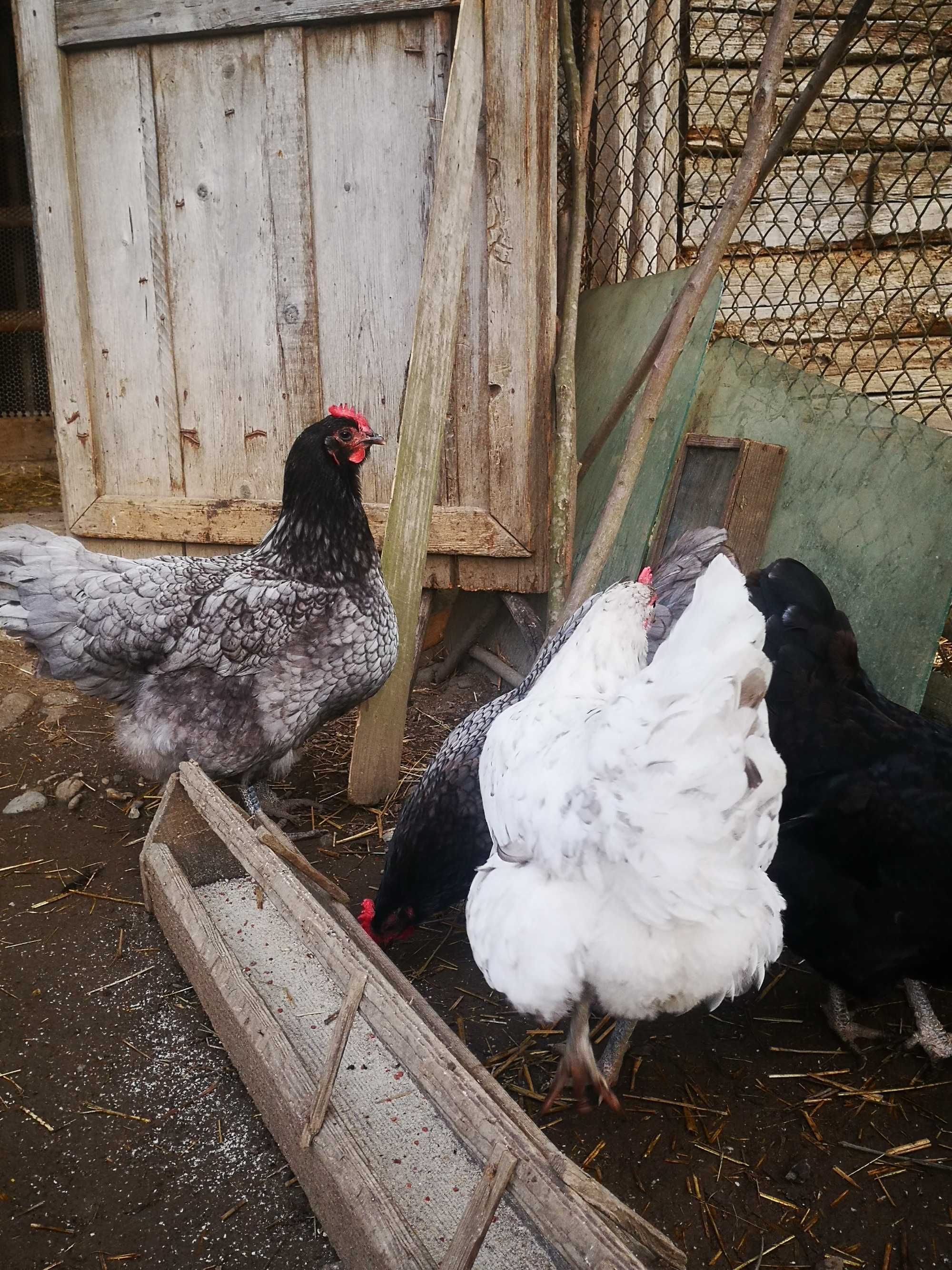 Ouă pentru incubat găini australorp