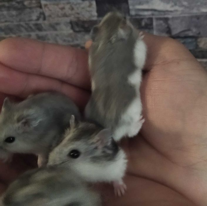 Hamsteri deosebiți diverse culori pui foarte blânzi si cuminți