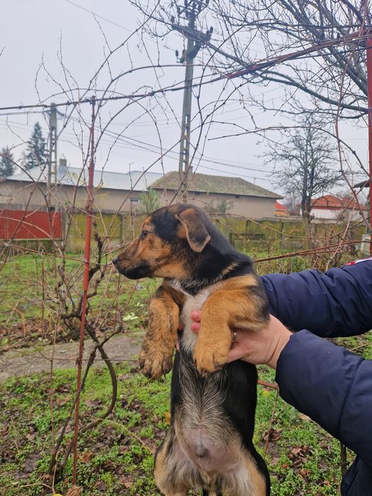 Ofer spre adopție un catelus cuminte