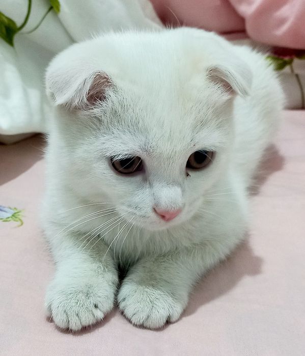 Продаётся белый котёнок шотландская вислоухая скоттиш-фолд