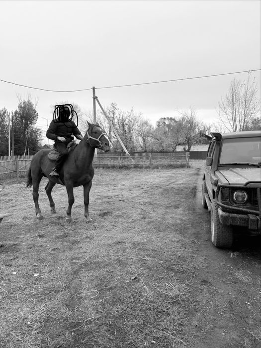 Айгыр полукровный дончак 5 жасар кокпарга