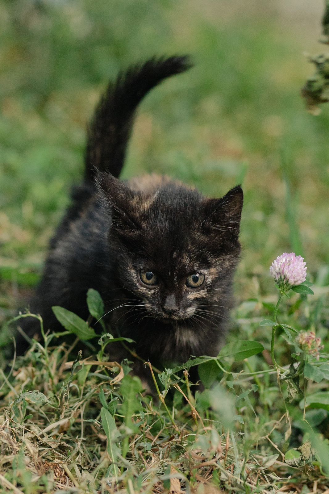 Котята ищут любящую семью