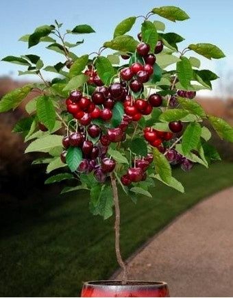 Pomi Fructiferi Duo ( VISIN )