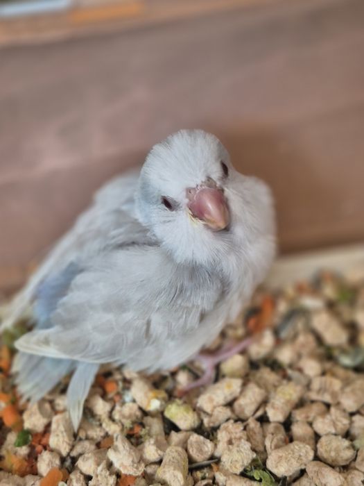 Păsări absolut încântătoare!!! Papagali FORPUS COELESTIS