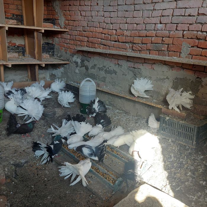 Продавам гълъби финерлии