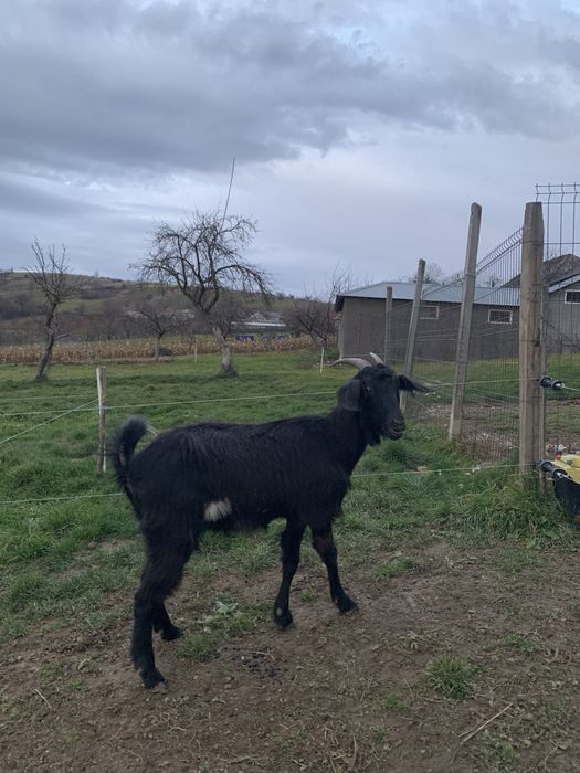 Vând capră gestantă