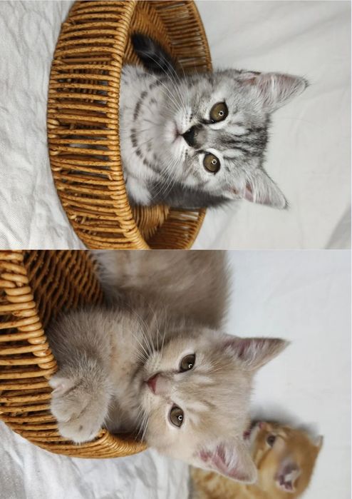 Продаются шотландские котята