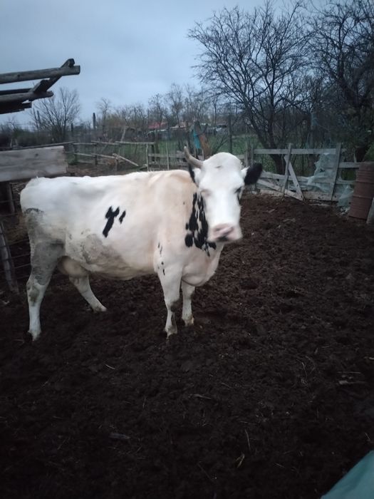 Vacă de 5 viței gestanta in 4 luni ,înca se mai mulge