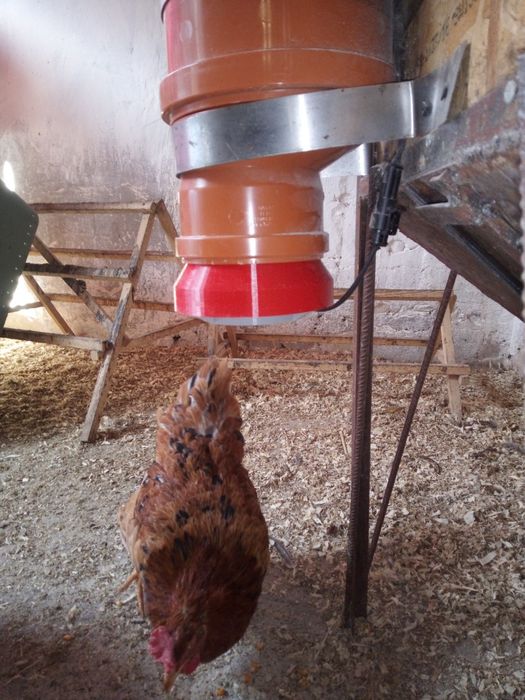 Hrănitor automat( H-3)Pentru Pui, găini,curcani, rațe