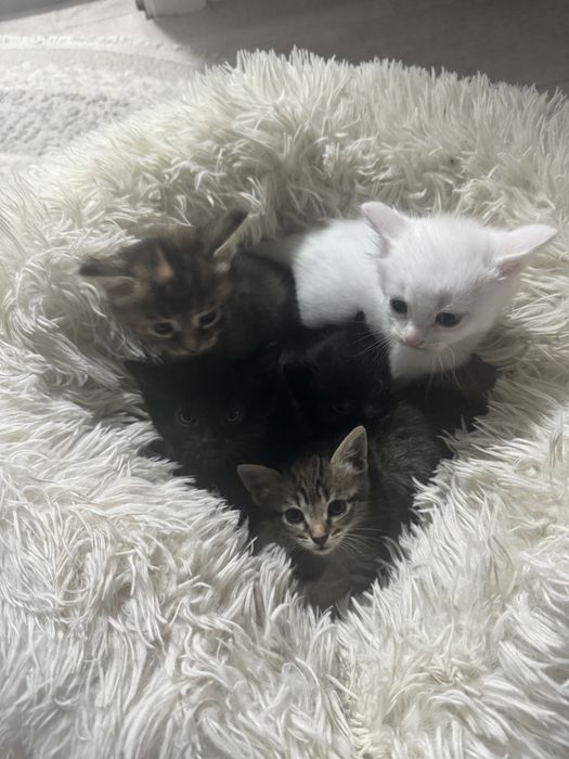 Отдам добрых, красивых котят……