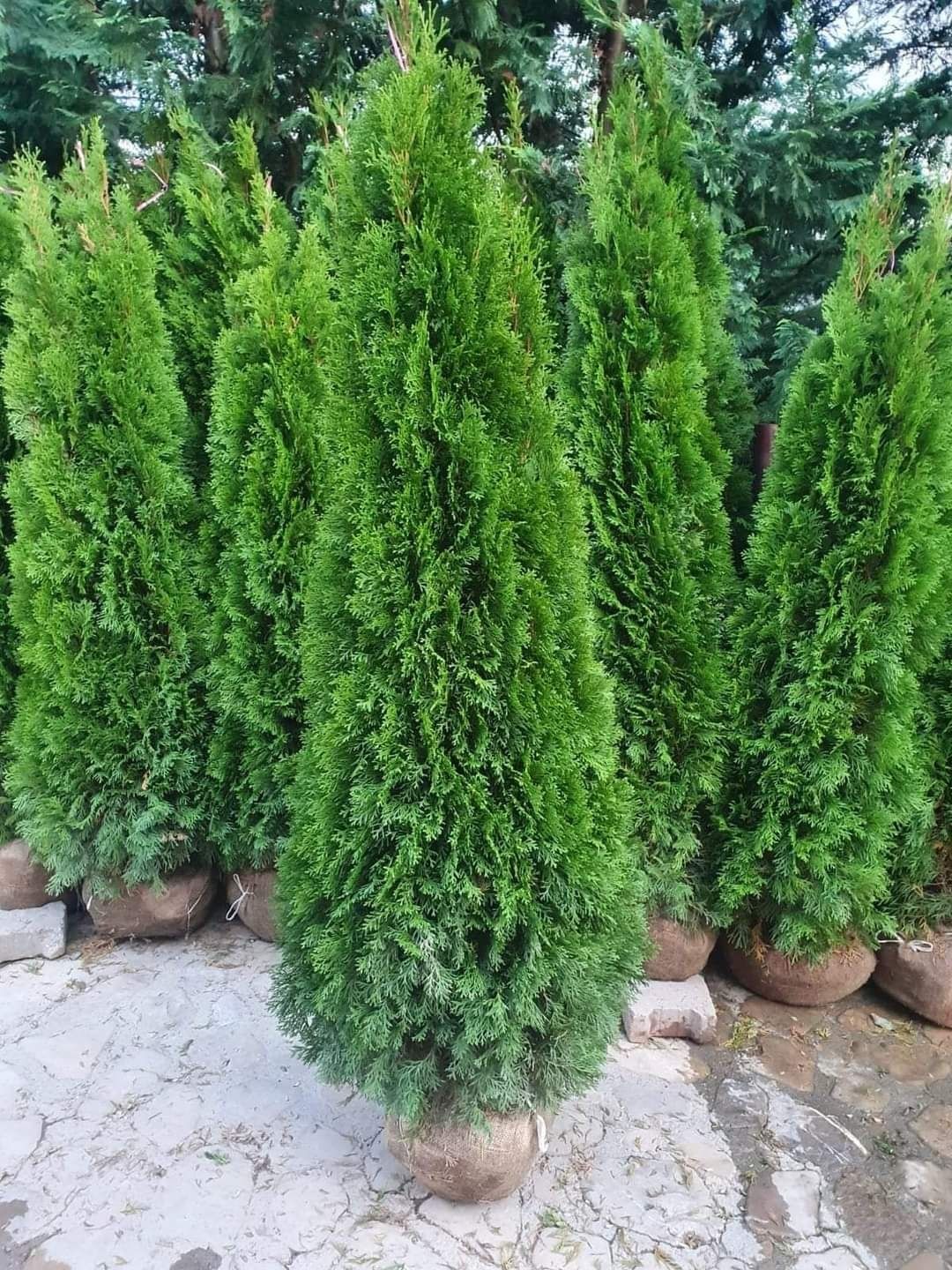 Plante ornamentale la cele mai mici preturi pentru cei interesati