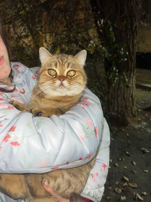 Кошечка породистая, ДОБРЫЕ РУКИ