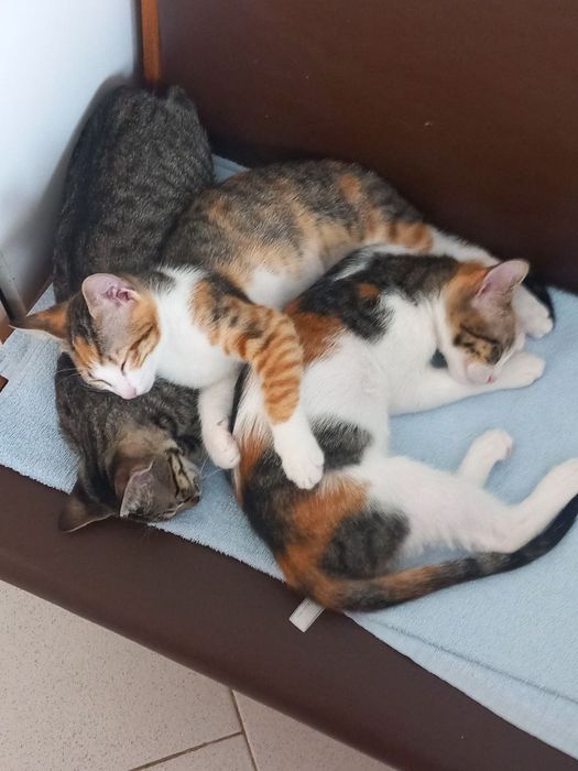 СПЕШНО 3 котенца наистина искат да си намерят дом