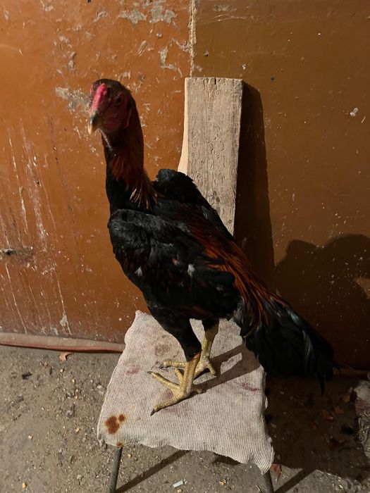 китай кореец дакан джужа