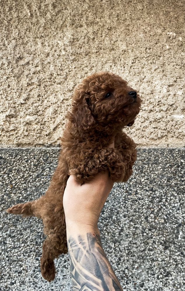Poodle Toy/Пудел Той