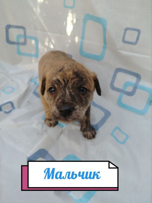 Отдам даром щенят