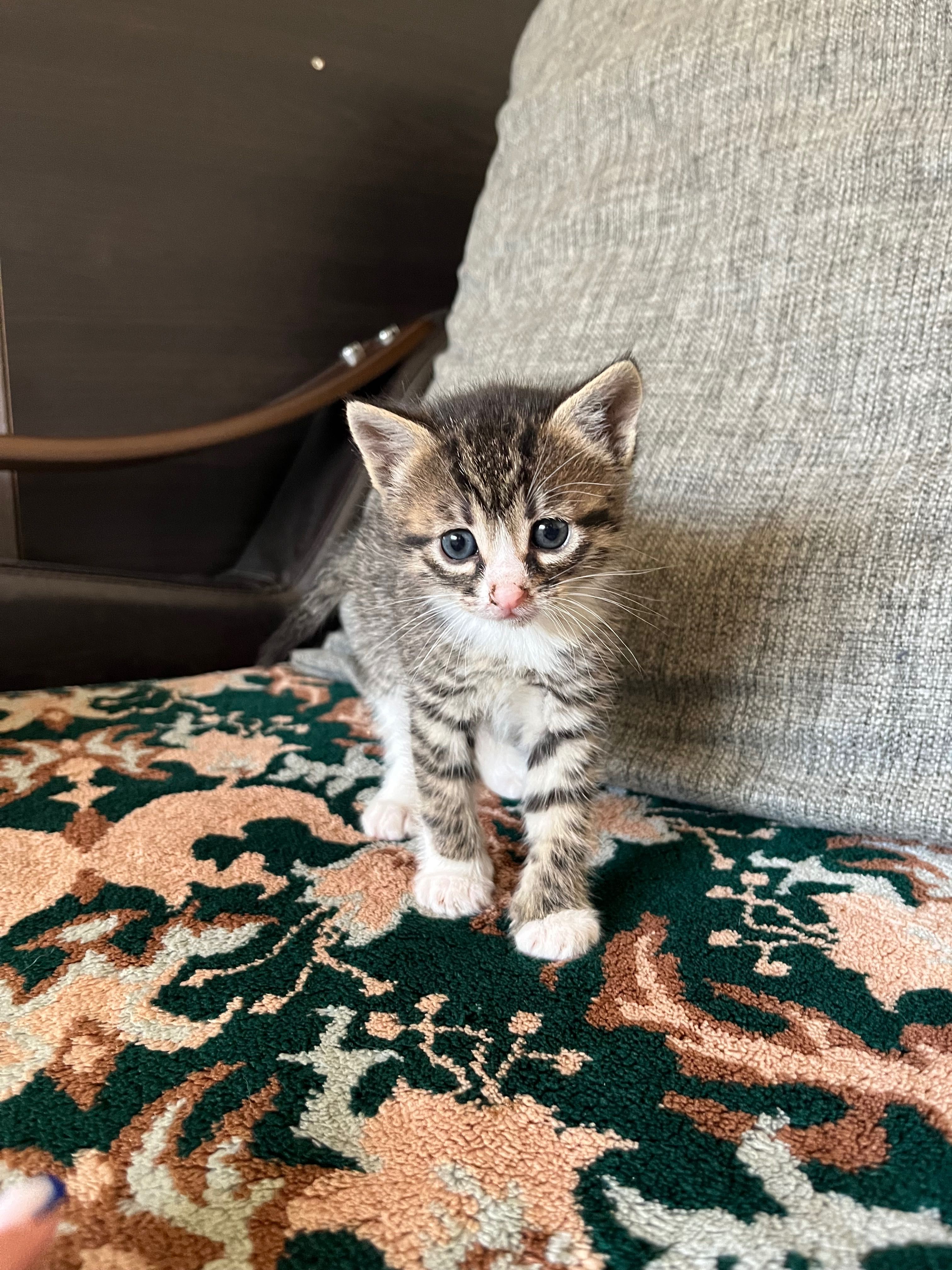 Pisicuțe spre adoptie
