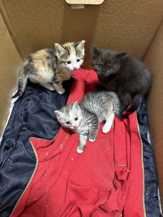 Продам домашних котят