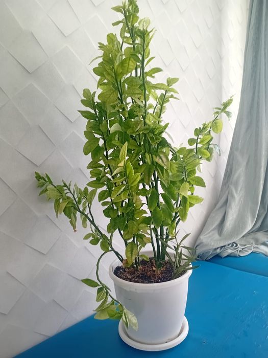 Продам домашние цветы