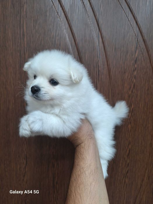 Померани  (мини шпиц)