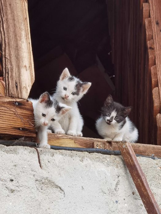 Pisici Mici si Draguti Baiat si Fata pentru Adoptie Donat Alb si Negru