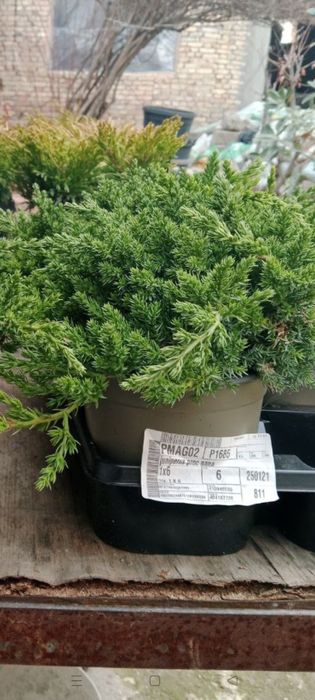 Можжевельники разных видов