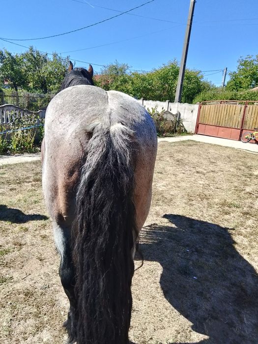 Vand armasar varsta 8 ani