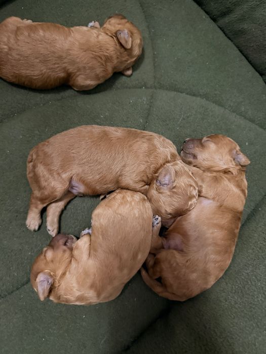 Открыта бронь!Той пудель