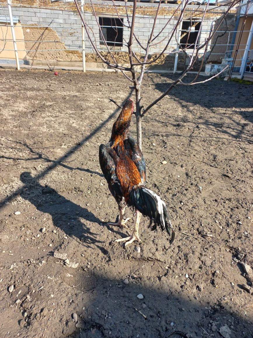Horoz zor yoshiga tolgan