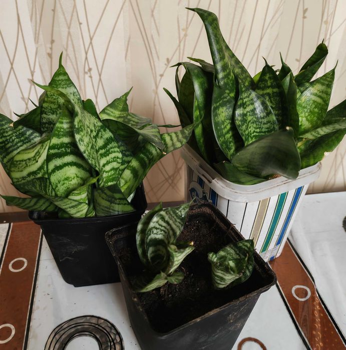 Продам комнатное растение Сансевиерия