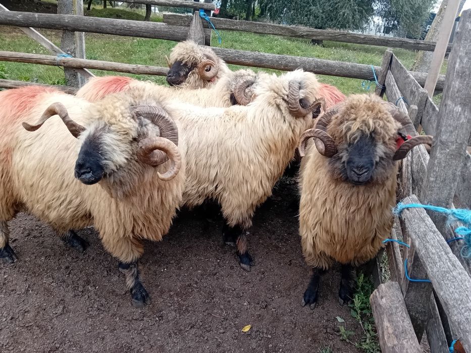 Berbeci bucalai de vanzare